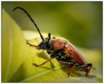 A female Red-brown Longhorn Beetle (Stictoleptura rubra)