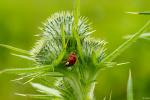 Junikäfer auf Distel