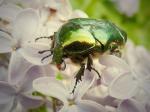 Blatthornkäfer - Scarabaeidae