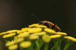 Käfer auf Gelb