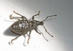 Käfer auf Rücken
