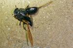Scarabaeus