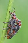 Erstes Makro 2011- "Cantharis rustica" - Soldatenkäfer bei der Paarung