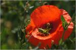 Heuschrecke auf Mohn