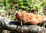 Corsican Grasshopper