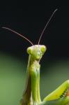 Mantis