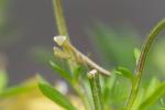 Mantis-Junges
