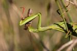 Mantis religiosa