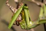 Mantis religiosa