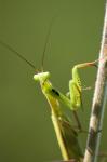 Mantis religiosa