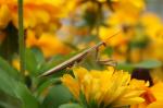 Mantis religiosa