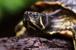 Schildkröte im botanischen Garten