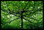 Eingezwängter Baum in den Fünf Höfen München