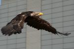 Gast aus Hellental IV, im Flug