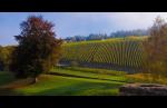 Baum und Weinberg in der Morgensonne