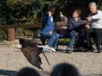 Weisskopfseeadler 1