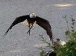 Weisskopfseeadler 2