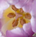 Minolta 100 Macro _ 6