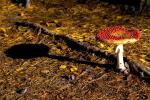 18. Platz: Pilz