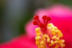 31. Platz: Hibiscus