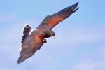 12. Platz: Harris Hawk im Flug