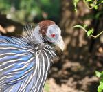 Spezial-hUHN