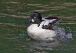 Ente 03
