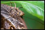 Bananenfalter close-up