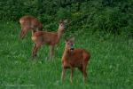 Rehe zum Abendbrot 2