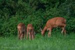 Rehe zum Abendbrot 4