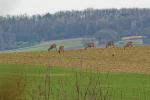 Rehe in der Umgebung des Weiher