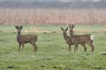 Rehe im Feld