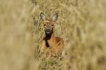Reh im Feld