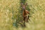 Reh im Feld