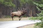 Wapiti während der Brunft auf dem Golfplatz in Banff