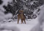 Rehbock im verschneiten Wald