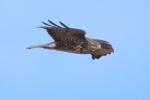 Bussard