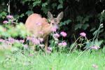 Rehlein im Garten