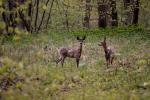 Rehe im NyphenburgerPark