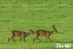 Rehe beim treiben ©by DON VIDEO