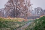 Rehe springen übers Wasser