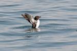 Razorbill