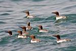 Guillemots