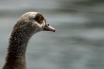 Nilgans