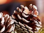 Winterzapfen