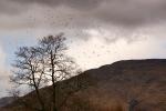 Schottland - Glenfinnan