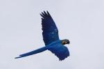 Warum blau machen?