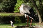 Storch