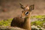 Dikdik