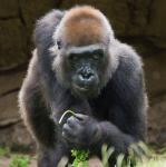 Gorilla